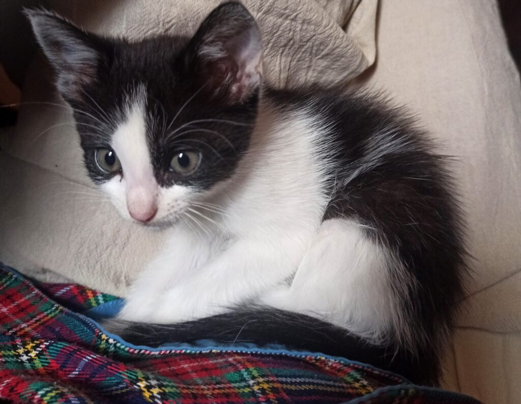 Gatito