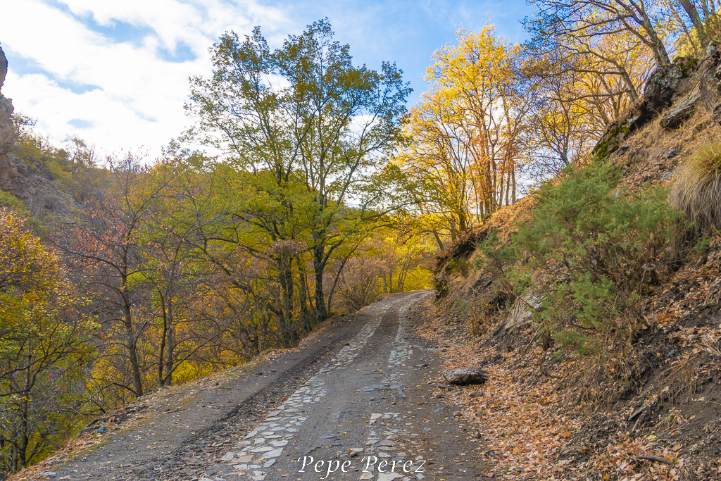 Camino bosque
