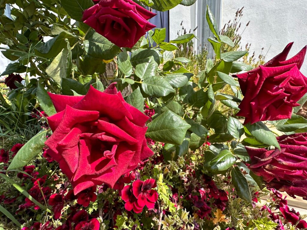 Rosas Rojas